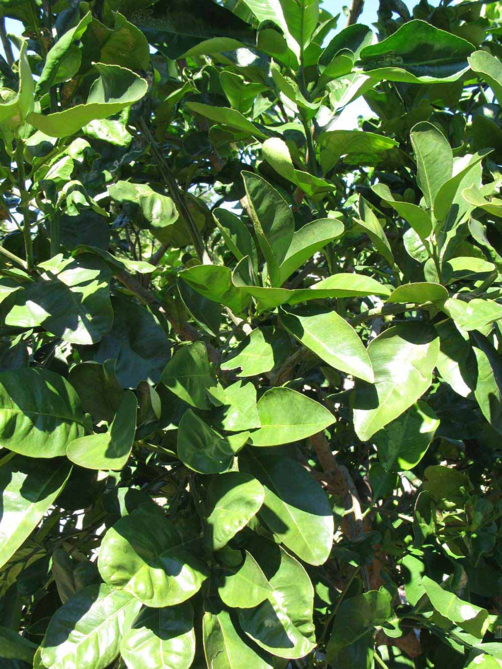              Sun leaves (Large Pink, Winter Haven,   FL)   